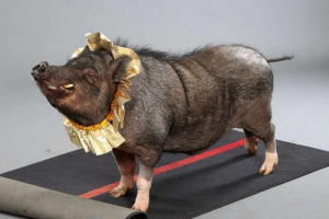 Sada new york patrol - svinje Sada new york patrol - svinje